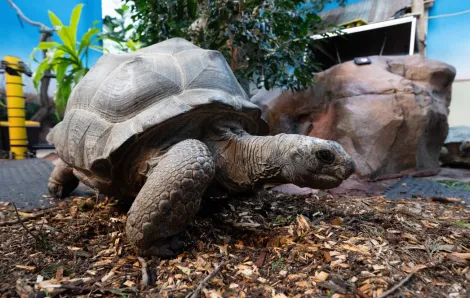 tortoise at the woodland park zoo