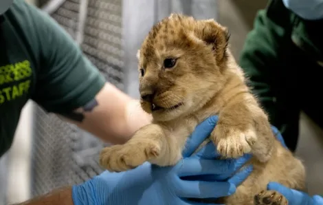 lion cub in hands of zoo staff