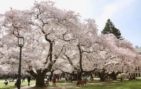 cherry blossom trees at UW in Seattle