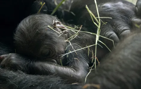 a new baby gorilla born at Woodland Park Zoo in Seattle
