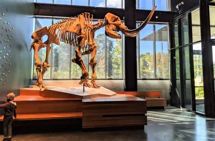 Mastadon skeleton at the entrance of Seattle's Burke Museum with 5-year-old boy looking on