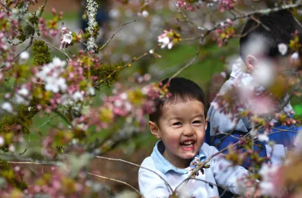 a cute kid smiling with cherry blossoms during peak bloom in Seattle