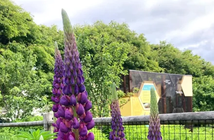The West Seattle Bee Garden is among fun sweet gardens for Seattle kids and families to visit