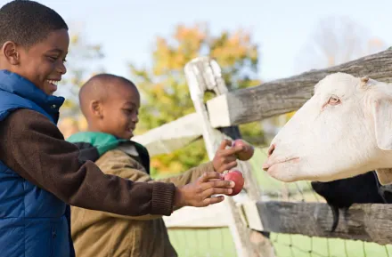 two boys feeding a goat