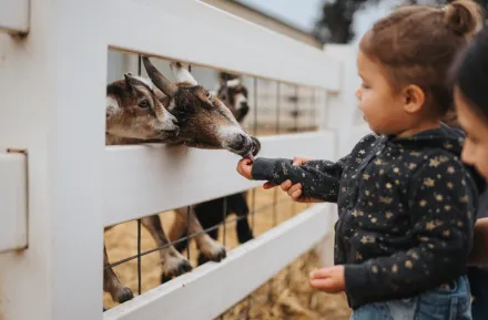 kids feeding goats at a petting zoo