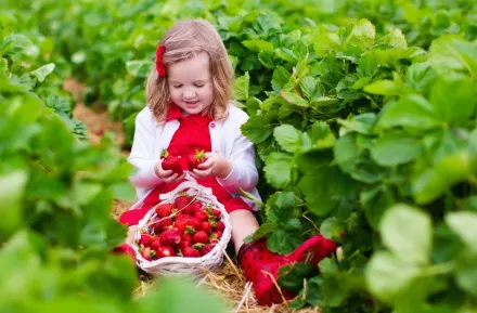 young girl picking strawberries at a U-pick berry farm near Seattle