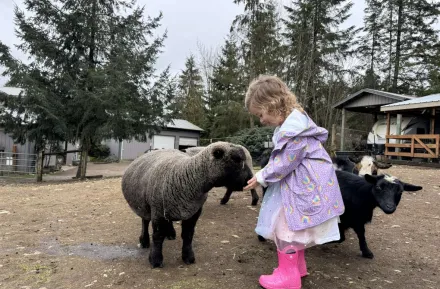 a girl in a rain coat feeding sheep during a weekend event at a Seattle-area farm