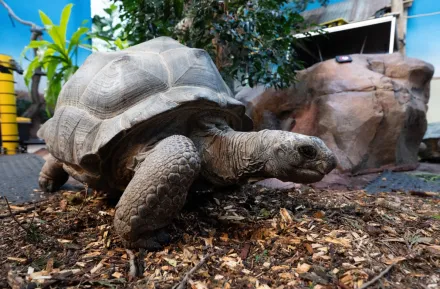 tortoise at the woodland park zoo