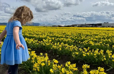 young girl looking at a field of daffodils during the La Conner Daffodil Festival