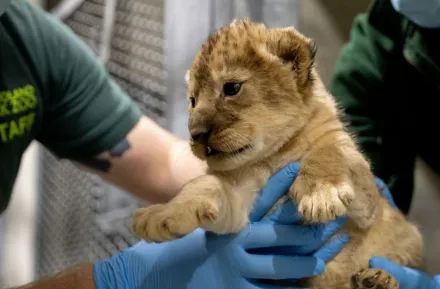 lion cub in hands of zoo staff