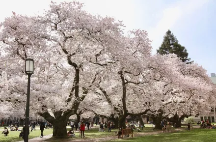 cherry blossom trees at UW in Seattle