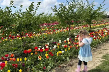 girl taking photos of tulip fields during spring break
