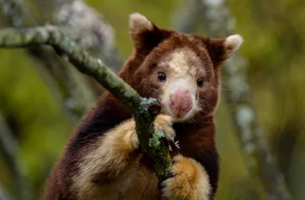 tree kangaroo in the new forest trailhead exhibit at Woodland Park Zoo