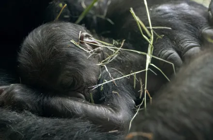 a new baby gorilla born at Woodland Park Zoo in Seattle
