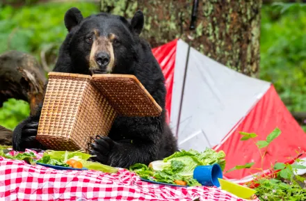 black bear at NW Trek enjoying a picnic during Bear Weekend, a fun family activity for Seattle kids