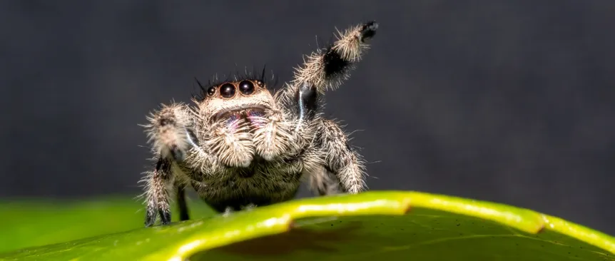 jumping spider