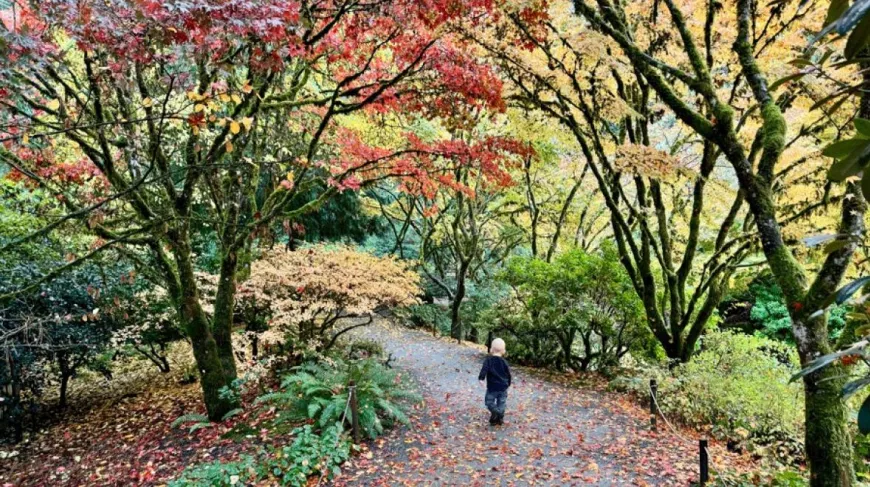 small child on a wall walk with colorful leaves