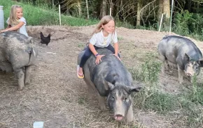 Young girls with large pigs outside during a farm stay vacation in Washington