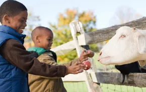 two boys feeding a goat