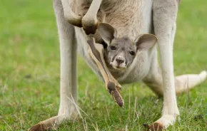 baby kangaroo looks out from mom's pouch, kangaroo parenting