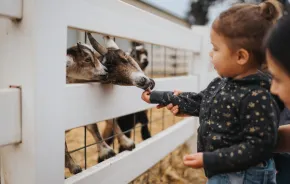 kids feeding goats at a petting zoo