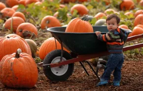young boy with a pumpkin in a wheelbarrow at a fall festival at Carpinito Brothers Farms, a top 10 weekend event near Seattle for families