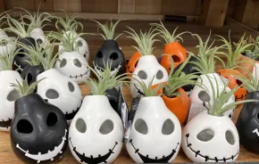 mini succulents Halloween pots