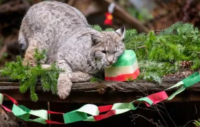 lynx enjoying holiday treats during Winter Wildland at NW Trek, a fun family activity to do this weekend near Seattle