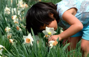A girl leans over to smell a daffodil in a field.