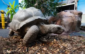 tortoise at the woodland park zoo