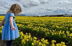 young girl looking at a field of daffodils during the La Conner Daffodil Festival