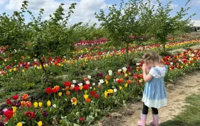 girl taking photos of tulip fields during spring break