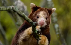 tree kangaroo in the new forest trailhead exhibit at Woodland Park Zoo