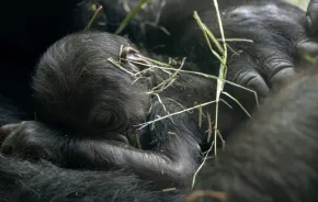 a new baby gorilla born at Woodland Park Zoo in Seattle