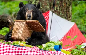 black bear at NW Trek enjoying a picnic during Bear Weekend, a fun family activity for Seattle kids