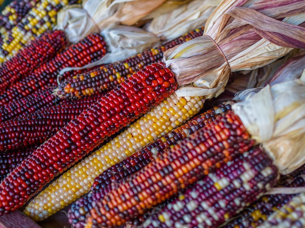 Fiesta del Maíz