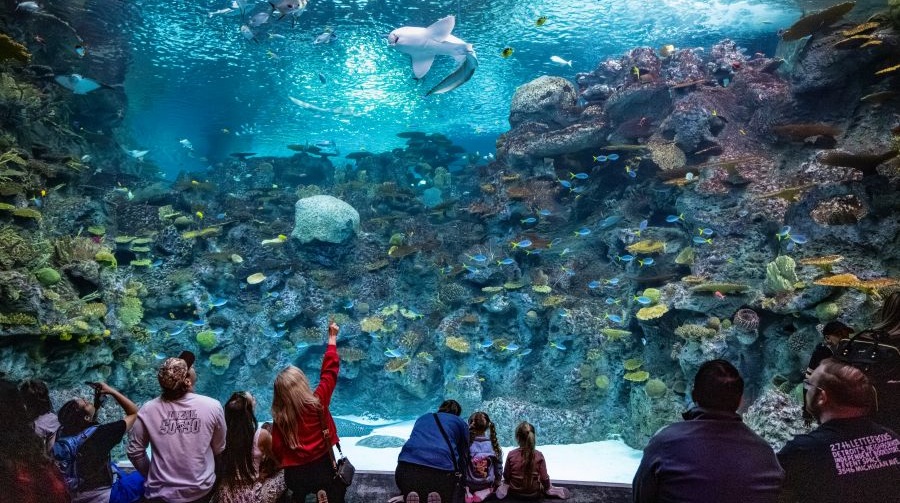 Families marvel at fish and other sea creatures in a huge tank at the Seattle Aquarium.