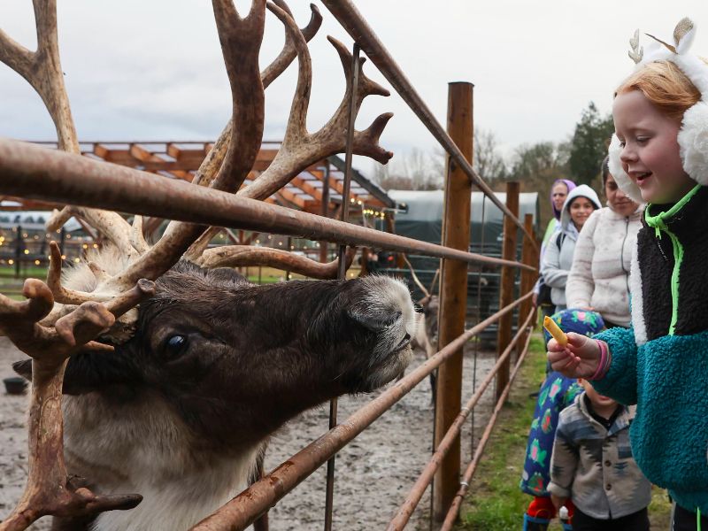 Luckie Farms Christmas Experience