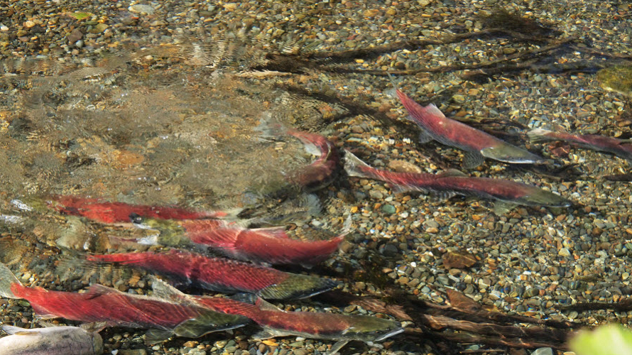 red cedar river salmon