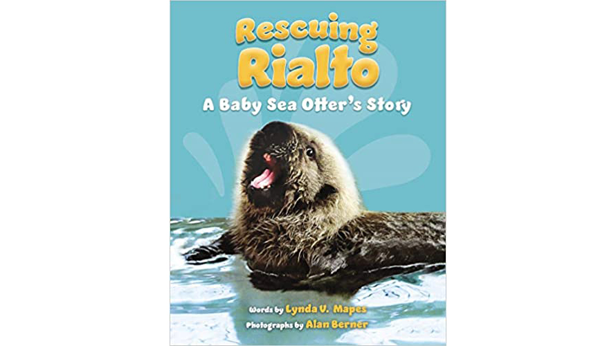 book cover for Rescuing Rialto: A Baby Sea Otter’s Story