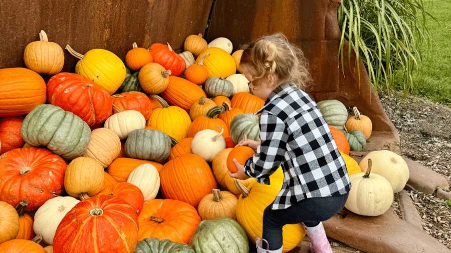 young girl picking pumpkins at Stocker Farms in Snohomish, a fun fall activity near Seattle
