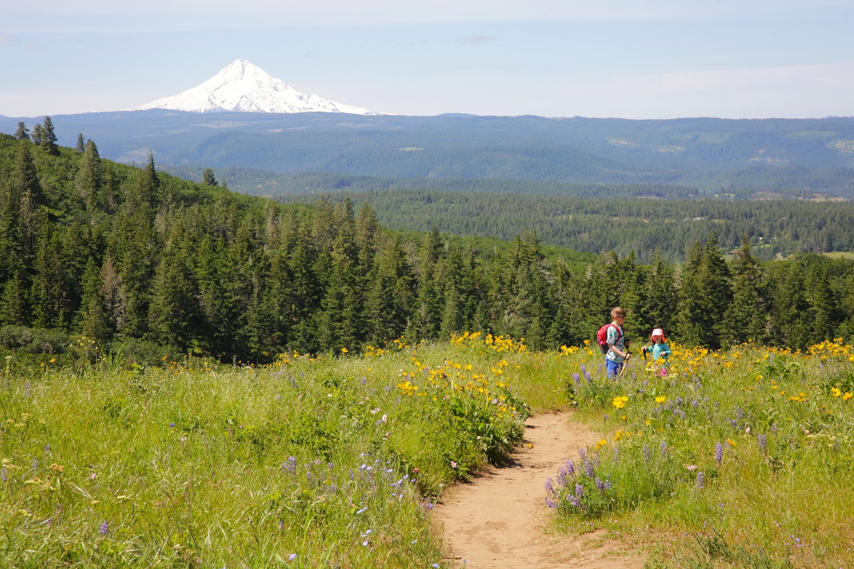 Two children hiking on a path with wild flowers on either side with Mt. hood in the background a pacific northwest road trip destination for families