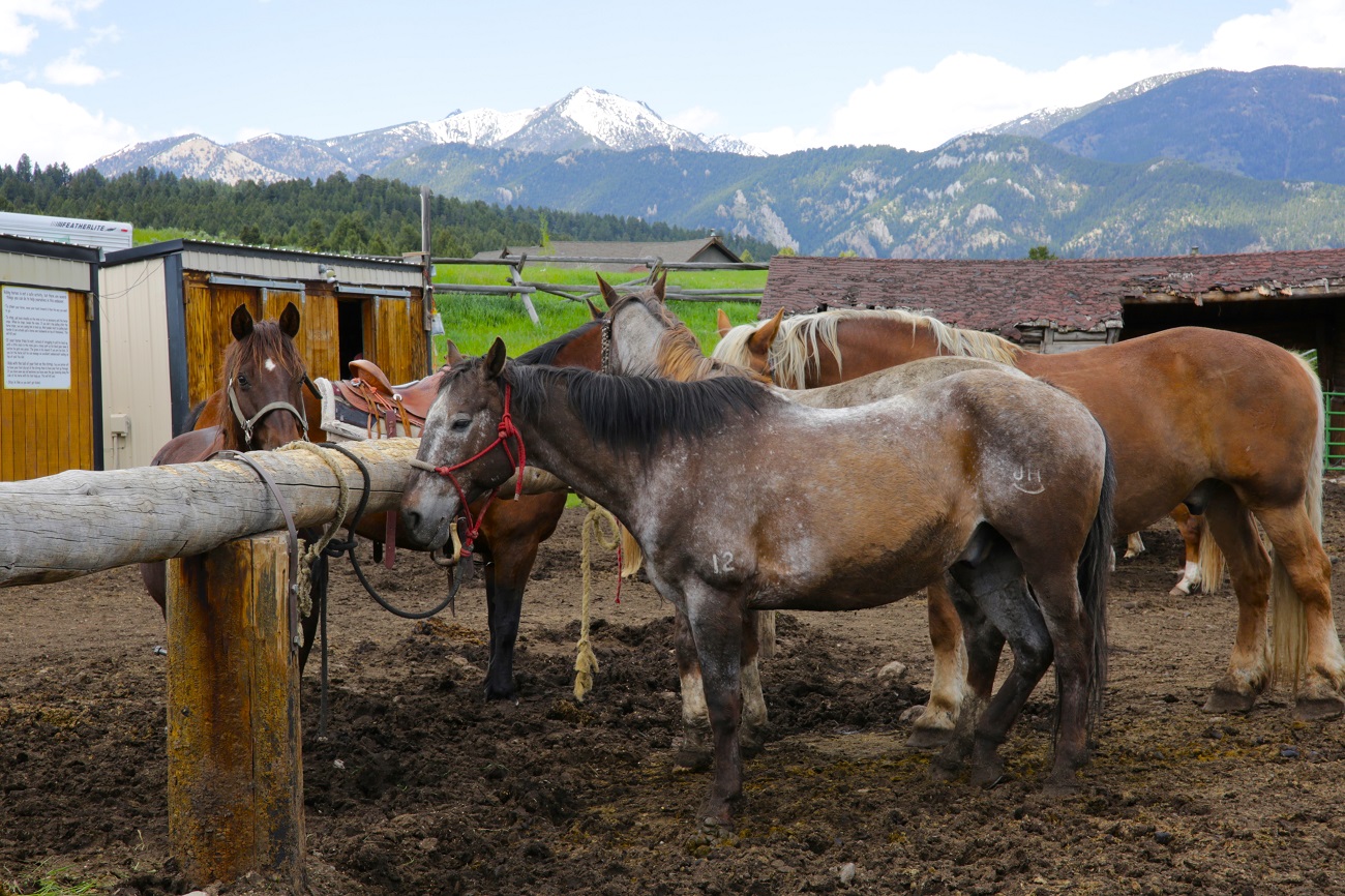 Horses at a ranch in Big Sky Montana, Pacific northwest road trip destination for Seattle area families