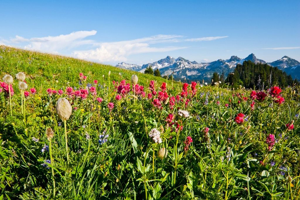 Gorgeous Wildflower Hikes for Seattle-Area Families