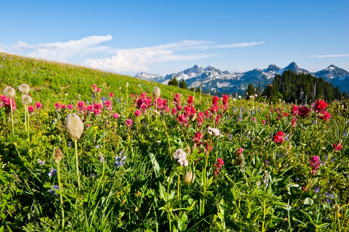 View of Indian Paintbrush on a wildflower hike in a meadow near Mount Rainier with mountain peaks in the background; best wildflower hikes for Seattle families