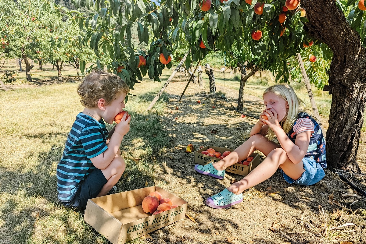 Children sitting under a peach tree eating fresh picked peaches 