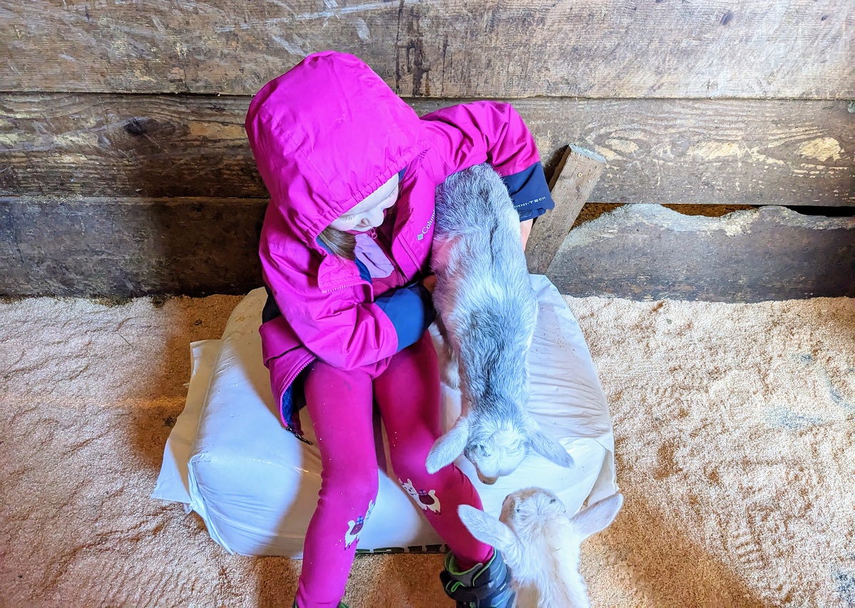 A young visitor to Pivot Farm in Redmond wears a pink jacket and tries to hold on to a baby goat, among sweet farms to visit with kids near Seattle