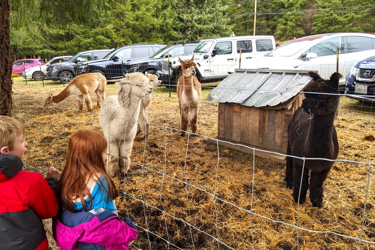 Two young children standing next to a wire fence looking at llamas at a farm