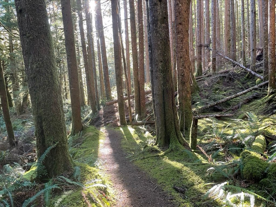 Tall trees with sunlight shinning through and a trail through the woods