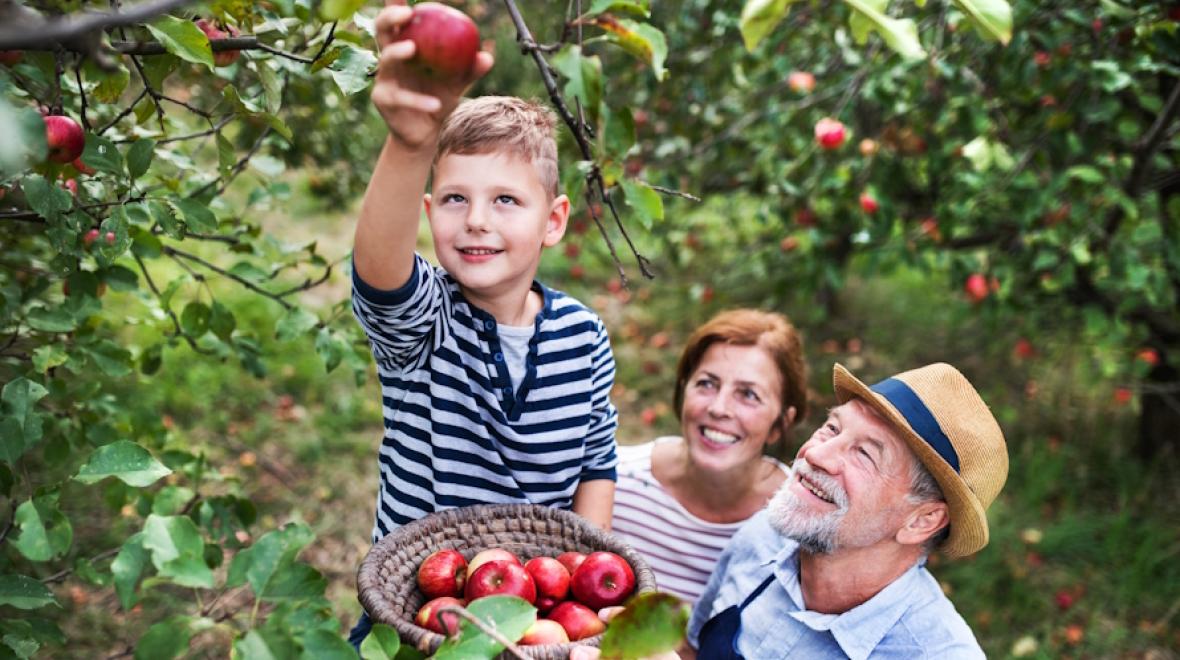 Young boy standing on a latter picking apples in Washington with mom and grandfather